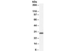 Western blot testing of human breast lysate with BAP31 antibody at 0. (BCAP31 anticorps)