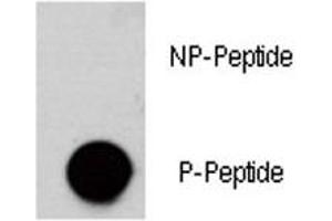Dot blot analysis of phospho-AKT3 antibody.