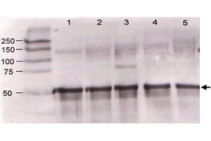 Immunoblotting of Angpt1 polyclonal antibody  was used at a 1:500 dilution to detect mouse Angptl1 by western blot against supernatants of mouse angiopoietin-expressing endothelial cells. (Angiopoietin 1 anticorps  (N-Term))