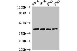 Western Blot Positive WB detected in Recombinant protein All lanes: pepF antibody at 2. (PepF (AA 1-210) anticorps)