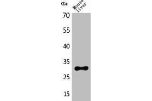 Western Blot analysis of mouse liver cells using FGF-5 Polyclonal Antibody (FGF5 anticorps  (C-Term))