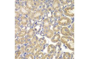 Immunohistochemistry of paraffin-embedded rat kidney using PSMD9 antibody (ABIN5973093) at dilution of 1/200 (40x lens). (PSMD9 anticorps)