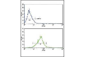 Flow cytometricof MCF-7 cells (bottom histogram) compared to a negative control cell (top histogram). (APOL1 anticorps  (AA 137-171))