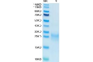 Biotinylated Human VEGF-C on Tris-Bis PAGE under reduced condition.