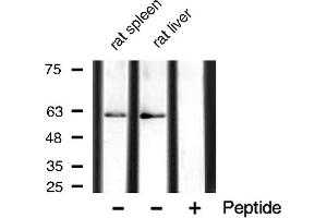 Western blot analysis of extracts of various tissue,using Phospho-AMPK1 (Ser485) Antibody.