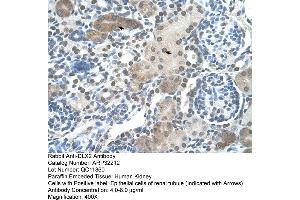 Human kidney (DLX2 anticorps  (C-Term))