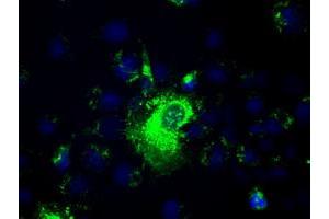 Anti-PROM2 mouse monoclonal antibody (ABIN2452584) immunofluorescent staining of COS7 cells transiently transfected by pCMV6-ENTRY PROM2 (RC211605). (Prominin 2 anticorps)