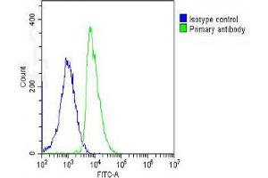 Overlay histogram showing SH-SY5Y cells stained with Antibody (green line). (LGR5 anticorps  (AA 689-719))
