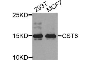 Western blot analysis of extract of various cells, using CST6 antibody. (CST6 anticorps)