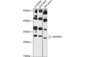 Western blot analysis of extracts of various cell lines, using GNPD antibody (3717) at 1:3000 dilution. (GNPDA1 anticorps  (AA 1-70))