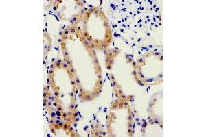Immunohistochemical analysis of paraffin-embedded R.