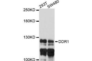 Western blot analysis of extracts of 293T and SW480 cells, using DDR1 antibody. (DDR1 anticorps)