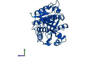 AlphaFold protein structure predicition of Mouse Recombinant Khk Protein, UniprotID P97328