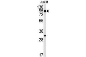 Image no. 1 for anti-Signal Transducer and Activator of Transcription 5B (STAT5B) (C-Term) antibody (ABIN357079)