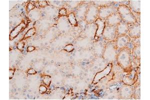 ABIN6267577 at 1/200 staining Mouse kidney tissue sections by IHC-P.