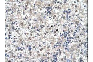 Image no. 1 for anti-Reticulon 2 (RTN2) (N-Term) antibody (ABIN321128)