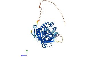 AlphaFold protein structure predicition of Mouse Recombinant Odc1 Protein, UniprotID P00860
