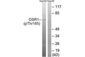 Western blot analysis of extracts from HepG2 cells treated with serum 20% 15', using OSR1 (Phospho-Thr185) Antibody.