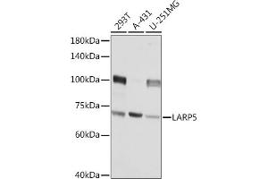 Western blot analysis of extracts of various cell lines, using L Rabbit pAb (ABIN6133432, ABIN6143094, ABIN6143095 and ABIN6216932) at 1:3000 dilution. (LARP4B anticorps  (AA 519-738))