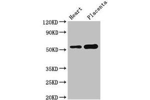 Western Blot Positive WB detected in: Mouse heart tissue, Human placenta tissue All lanes: DOK3 antibody at 3 μg/mL Secondary Goat polyclonal to rabbit IgG at 1/50000 dilution Predicted band size: 54, 24, 36, 25 kDa Observed band size: 54 kDa (DOK3 anticorps  (AA 1-146))