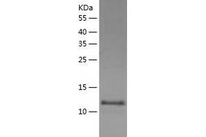 Western Blotting (WB) image for WW and C2 Domain Containing 1 (WWC1) (AA 655-783) protein (His-IF2DI Tag) (ABIN7125743)