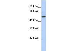 WB Suggested Anti-PDZK1 Antibody Titration:  0. (PDZK1 anticorps  (N-Term))