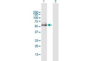 Western Blot analysis of BMP2 expression in transfected 293T cell line by BMP2 MaxPab polyclonal antibody. (BMP2 anticorps  (AA 1-396))