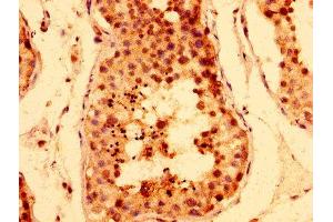 IHC image of ABIN7171496 diluted at 1:400 and staining in paraffin-embedded human testis tissue performed on a Leica BondTM system.