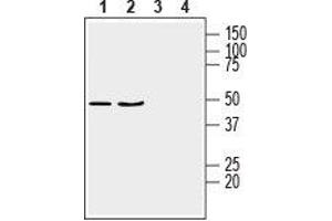 Western blot analysis of rat brain membranes (lanes 1 and 3) and mouse brain lysate (lanes 2 and 4):1,2. (G Protein-Coupled Receptor 17 (GPR17) Peptide)