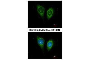 ICC/IF Image Immunofluorescence analysis of methanol-fixed HeLa, using FSTL1, antibody at 1:200 dilution.