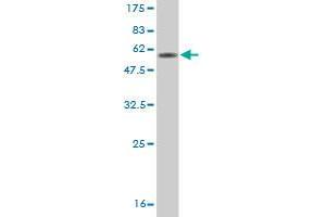 Western Blot detection against Immunogen (49.