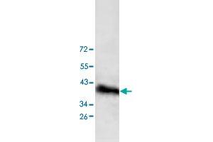 Western blot analysis of HepG2 cell lysate with DPF1 polyclonal antibody  at 1 : 200 dilution. (DPF1 anticorps  (C-Term))