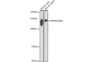 Western blot analysis of extracts of various cell lines, using ANPRB/NRP2 antibody (ABIN7268831) at 1:1000 dilution.