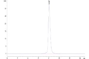 The purity of Cynomolgus CD46 is greater than 95 % as determined by SEC-HPLC.
