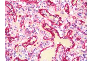 Anti-MAP4 antibody IHC staining of human spleen. (MAP4 anticorps  (AA 1102-1152))
