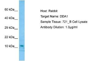 Host: RabbitTarget Name: DDA1Antibody Dilution: 1.