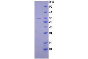 SDS-PAGE analysis of Mouse PAI2 Protein. (SERPINB2 Protéine)