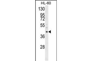Western blot analysis of LRG1 Antibody in HL-60 cell line lysates (35ug/lane)
