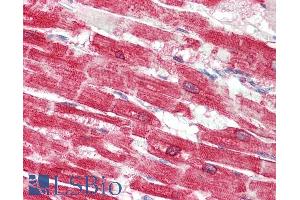 ABIN1686784 (5µg/ml) staining of paraffin embedded Human Heart.