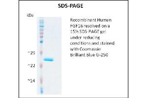 SDS-PAGE (SDS) image for Fibroblast Growth Factor 16 (FGF16) (Active) protein (ABIN5509484) (FGF16 Protéine)