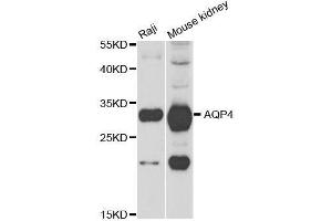 Western blot analysis of extracts of various cell lines, using AQP4 antibody. (Aquaporin 4 anticorps  (AA 244-323))