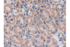 Detection of CCND2 in Mouse Kidney Tissue using Polyclonal Antibody to Cyclin D2 (CCND2)