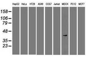 SOX17 anticorps  (AA 177-414)
