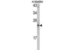 Western blot analysis of MCT-1 antibody (N-term) in mouse bladder tissue lysates (35ug/lane).