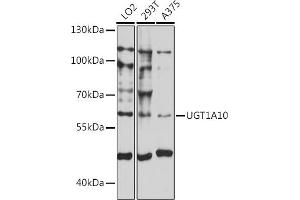 Western blot analysis of extracts of various cell lines, using UGT1 antibody (ABIN7271191) at 1:1000 dilution.