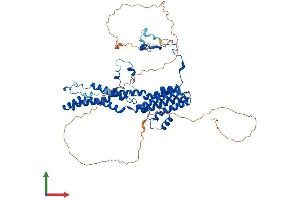AlphaFold protein structure predicition of Human Recombinant BEST1 Protein, UniprotID O76090
