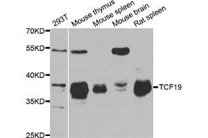 Western Blotting (WB) image for anti-Transcription Factor 19 (TCF19) antibody (ABIN1877133) (TCF19 anticorps)