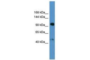 Image no. 1 for anti-Apolipoprotein A (APOA) (AA 3653-3702) antibody (ABIN6746794) (LPA anticorps  (AA 3653-3702))