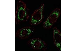 Immunofluorescence (IF) image for anti-Ornithine Aminotransferase (OAT) antibody (ABIN3003953) (OAT anticorps)