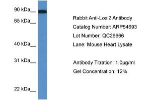 Western Blotting (WB) image for anti-Lysyl Oxidase-Like 2 (LOXL2) (C-Term) antibody (ABIN2785834) (LOXL2 anticorps  (C-Term))